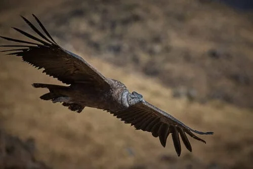 Andean condor