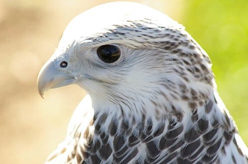 Gyrfalcon