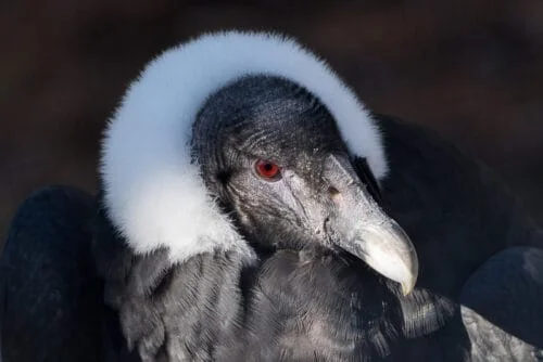 Andean condor