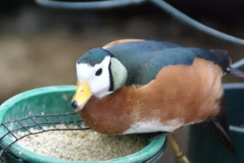 African Pygmy Goose