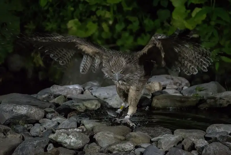 Blakiston's Fish Owl ~ Bubo blakistoni