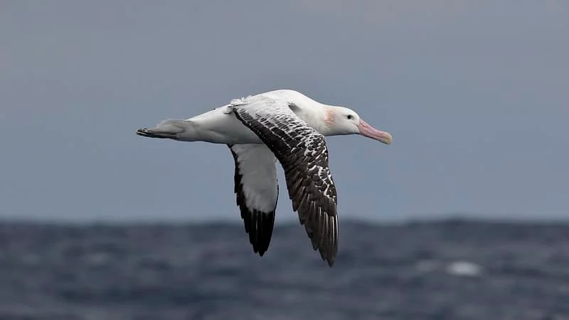 What is the World's Largest Seabird? (Pictures & Sounds) - Wild Bird World