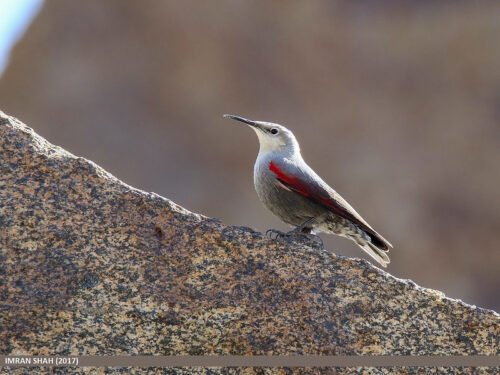 Wallcreeper (Tichodroma muraria)