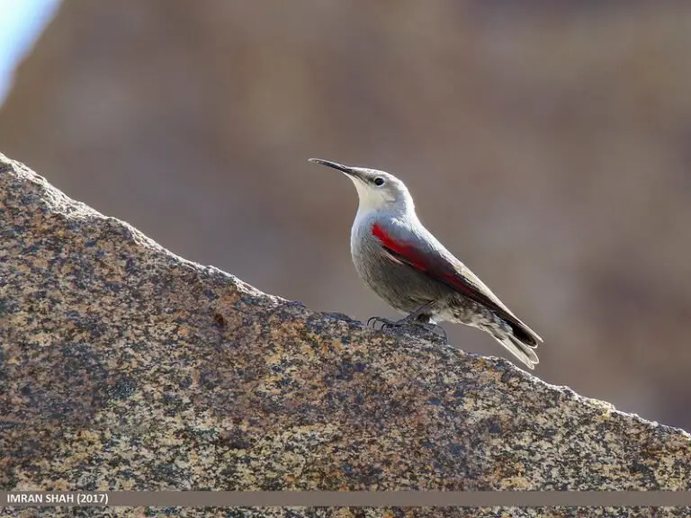 Birds in the Pyrenees? (14 Species with Pictures & Sounds) - Wild Bird ...