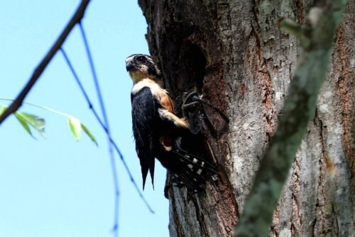 Black-thighed Falconet