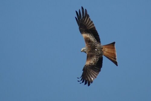 Red Kite