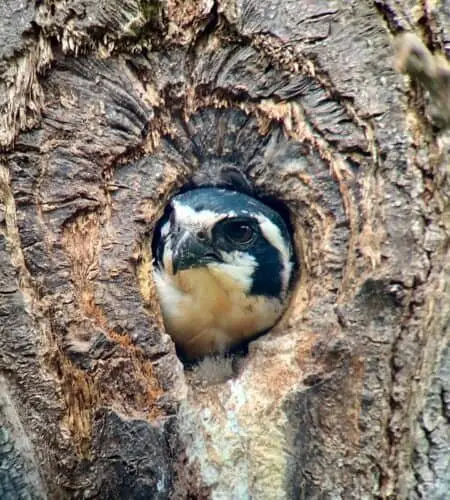 Black-thighed Falconet