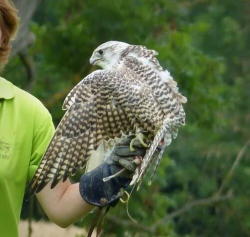 Gyrfalcon