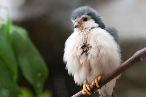 Pygmy Falcon