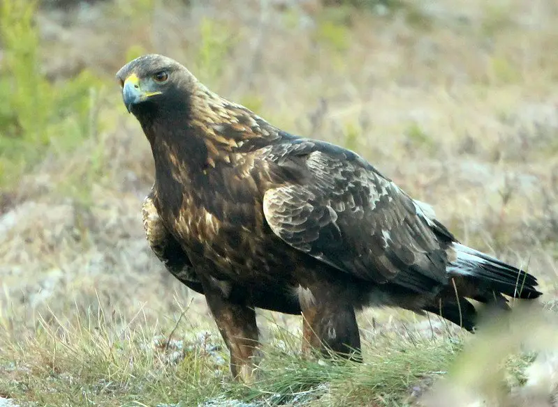 golden eagle