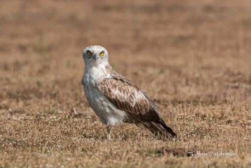 Short-toed Snake Eagle