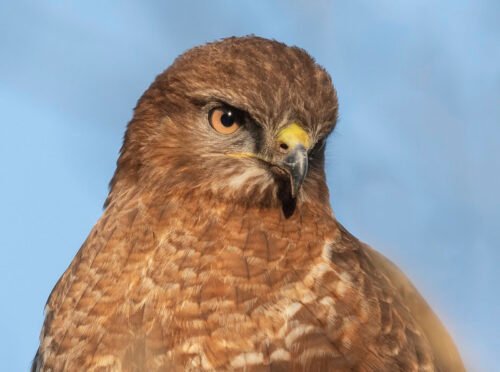 Common Buzzard