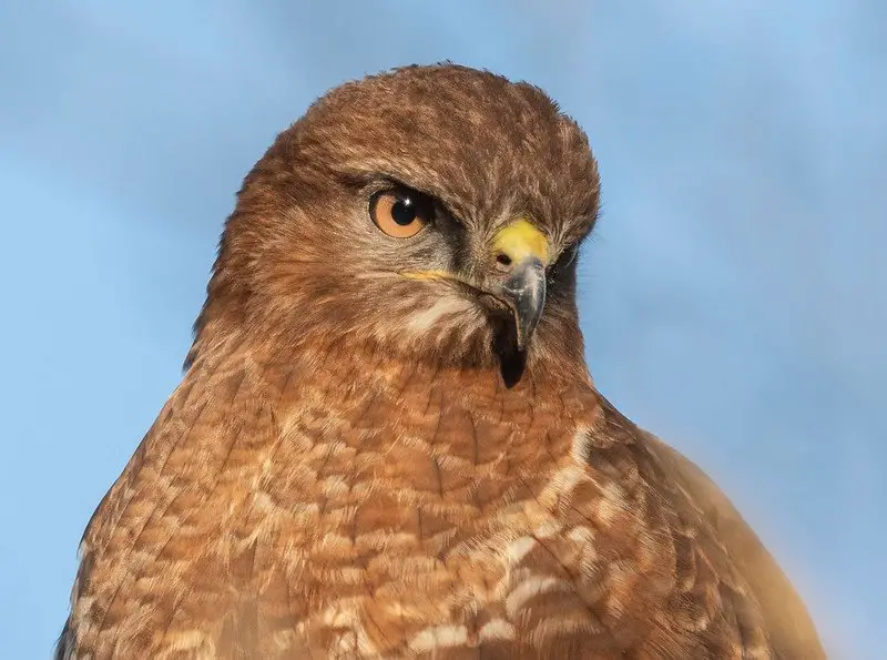 What Birds of Prey can you see in Italy? (13 Species with Pictures ...