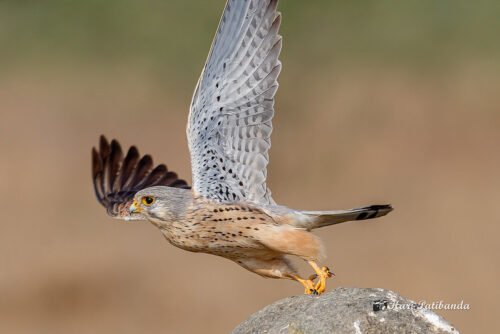 Common Kestrel