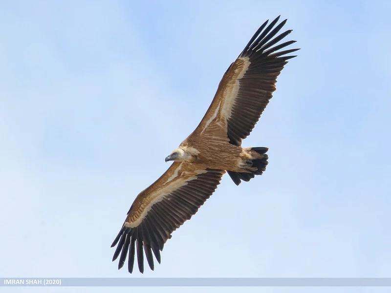 Griffon Vulture