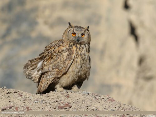 Eurasian Eagle-Owl (Bubo bubo)