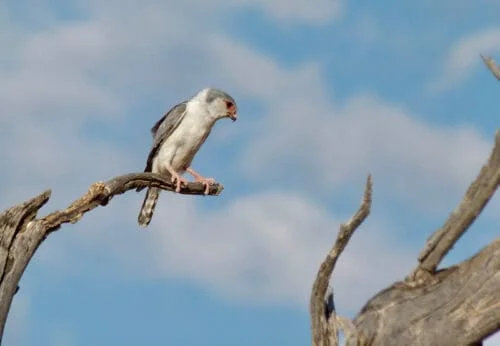 Pygmy Falcon