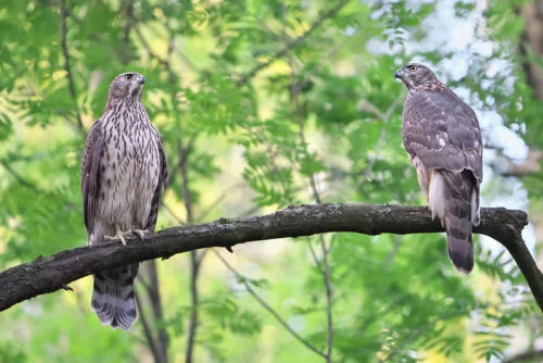 Northern goshawk