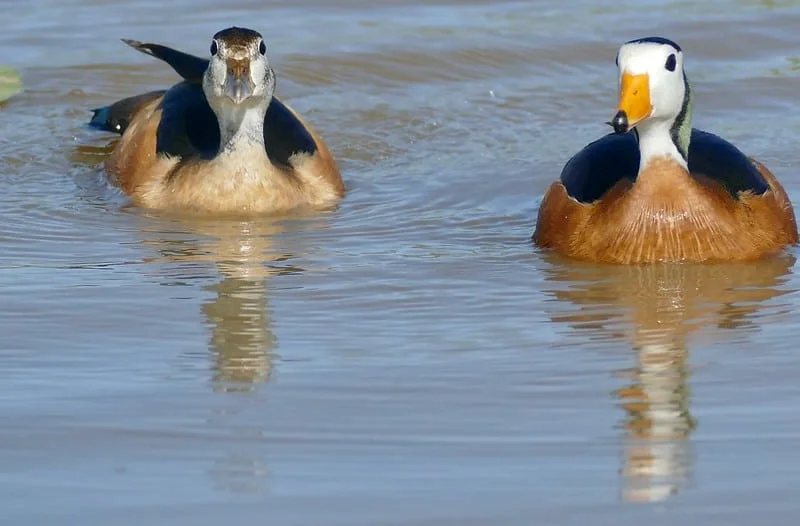 African Pygmy Goose