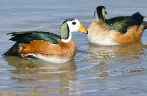 African Pygmy Goose