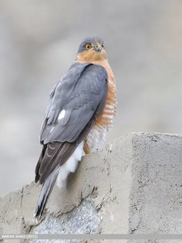 Eurasian sparrowhawk