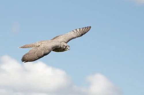 Gyrfalcon