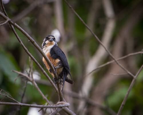 Black-thighed Falconet