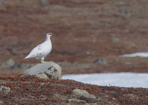 Rock Ptarmigan (Lagopus muta)