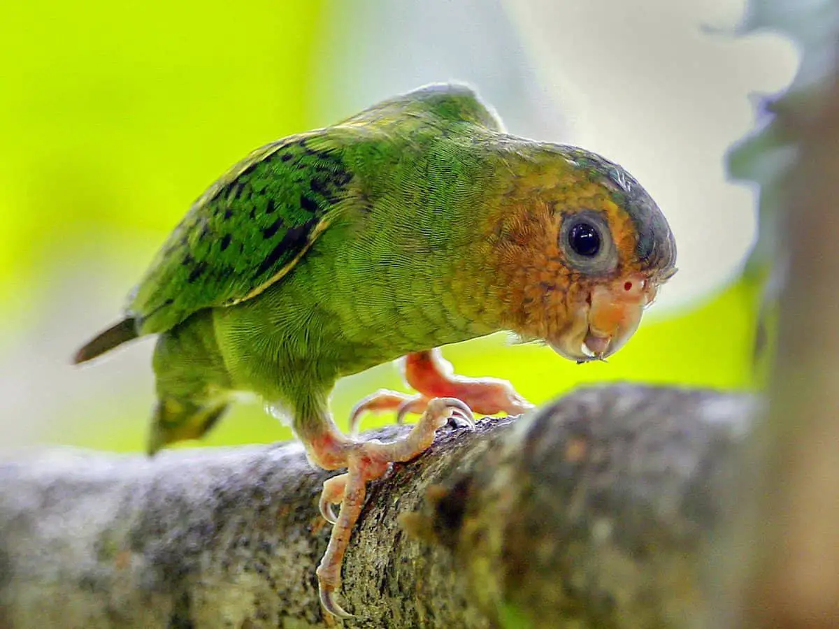 Buff-faced Pygmy Parrot