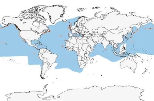 Northern Storm Petrel