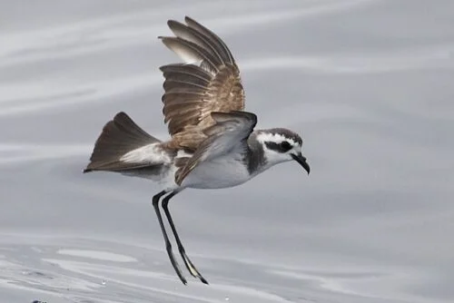 Northern Storm Petrel