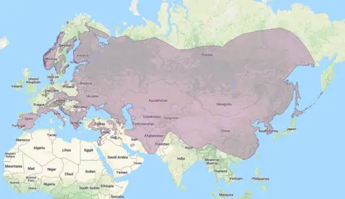 where can the Eurasian eagle owl be seen