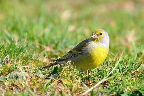 Citril Finch (Serinus citrinella)