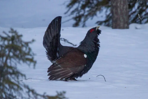 Capercaillie (Tetrao urogallus)