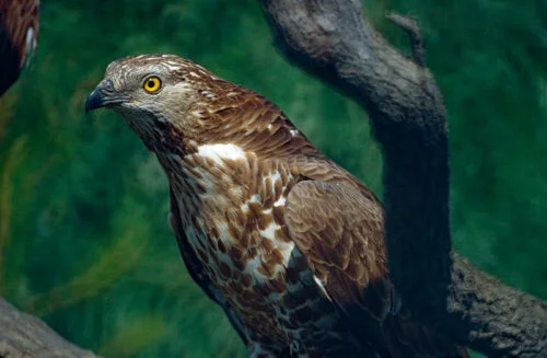 European Honey Buzzard (Pernis apivorus)