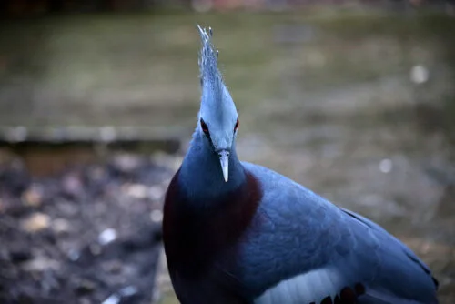 Victoria crowned pigeon