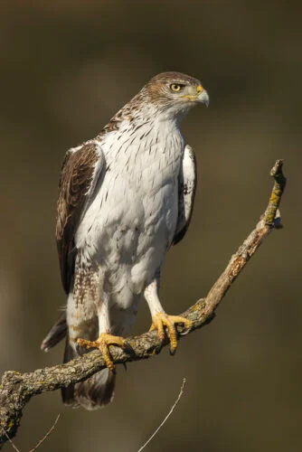 Bonelli's Eagle (Aquila fasciata)