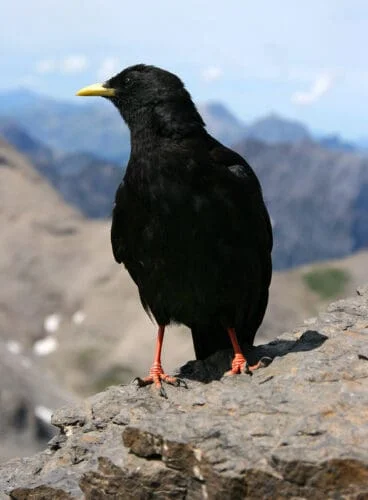 Alpine Chough (Pyrrhocorax graculus)