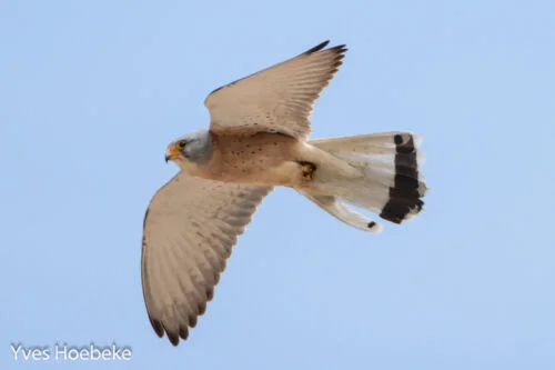 Lesser Kestrel (Falco naumanni)