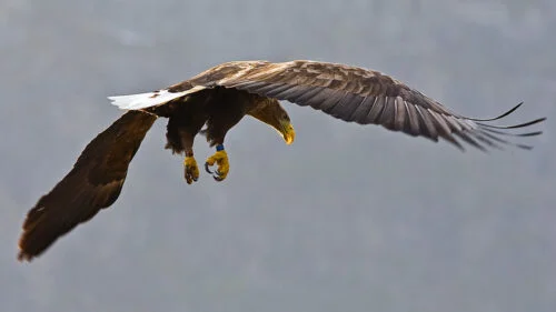 White-tailed Eagle (Haliaeetus albicilla)