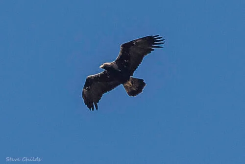 Spanish Imperial Eagle (Aquila adalberti)