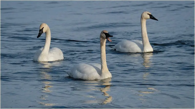 Trumpeter swan