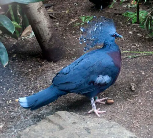 Victoria crowned pigeon