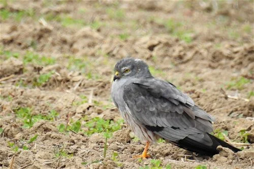 Montagu's Harrier (Circus pygargus)