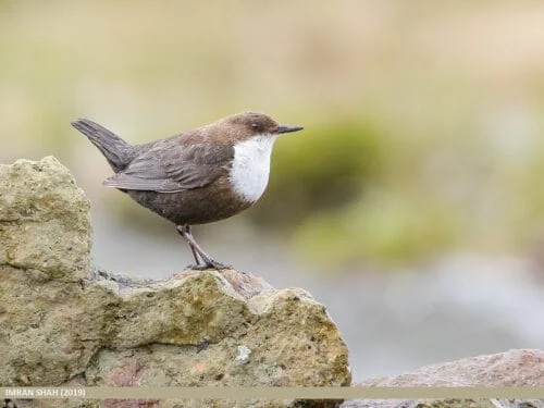 White-throated Dipper (Cinclus cinclus)