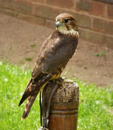 Merlin (Falco columbarius)