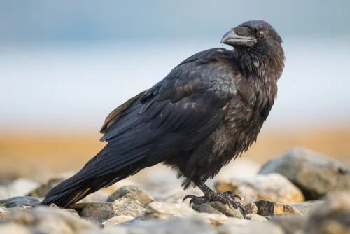 common raven (Corvus corax)