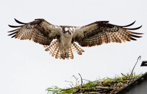 Osprey (Pandion haliaetus)