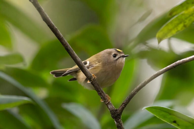 What is the World's Smallest Songbird? (Pictures & Sounds) - Wild Bird ...