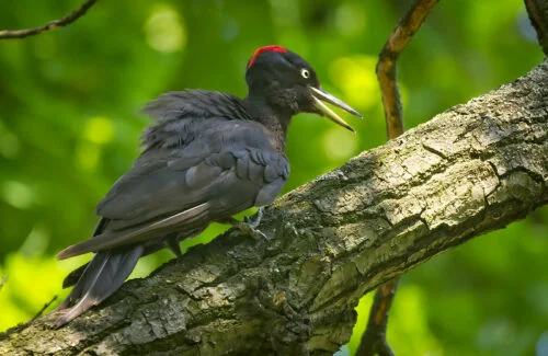 Black Woodpecker (Dryocopus martius)